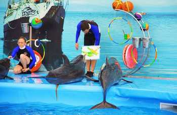 Phuket Dolphin show (Phuket Dolphin show) photo №16