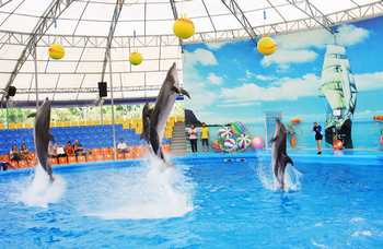 Phuket Dolphin show (Phuket Dolphin show) photo №19