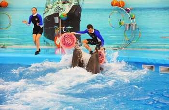 Phuket Dolphin show (Phuket Dolphin show) photo №21