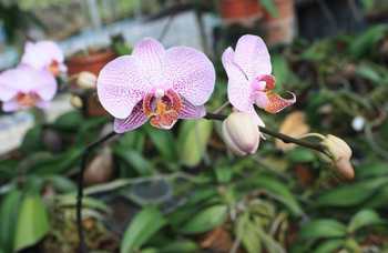 Excursion to Orchid Garden, Phuket photo №11