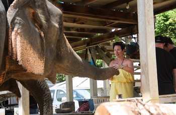 Phuket - Safari - Elephants photo №16