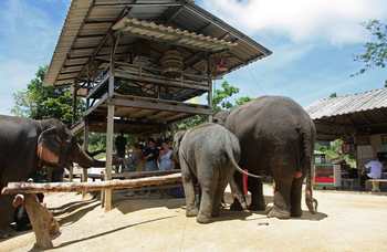 Phuket - Safari - Elephants photo №17