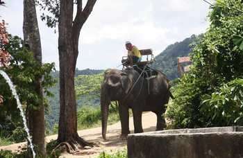 Phuket - Safari - Elephants photo №18