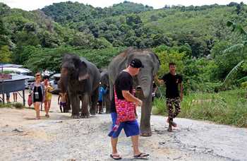 Phuket - Safari - Elephants photo №19