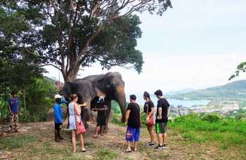 Phuket - Safari - Elephants photo №22