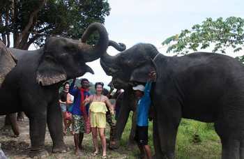 Phuket - Safari - Elephants photo №25