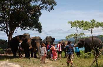 Phuket - Safari - Elephants photo №26