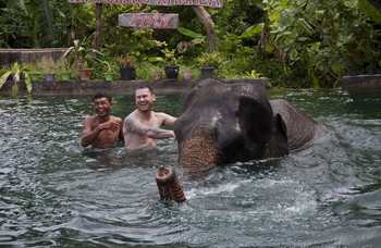Phuket - Safari - Elephants photo №3