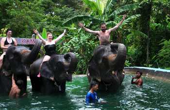Phuket - Safari - Elephants photo №31
