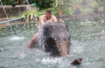 Phuket - Safari - Elephants photo №7