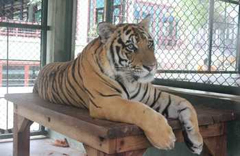 Tiger Kingdom on Phuket photo №10
