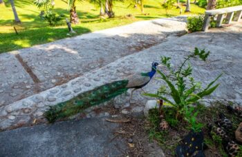 Excursion from Phuket to Racha Yai Island фото №17