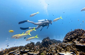 Diving in Phuket фото №4