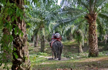 Excursion to Krabi 1 day from Phuket фото №7