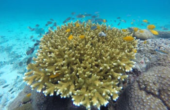 Excursion to the Phi Phi Islands from Phuket фото №7