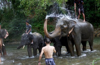 Excursion to Khao Lak National Park фото №8