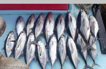 Sea fishing in Phuket фото №8