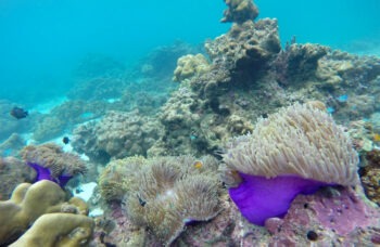 Excursion to the Phi Phi Islands from Phuket фото №8