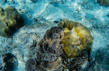 Excursion to the Phi Phi Islands from Phuket фото №9