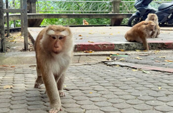 Phuket City Tour фото №9