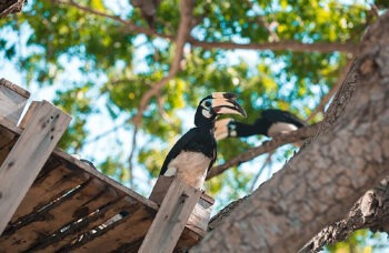 Coral Island tour from Phuket фото №9