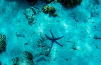 Excursion to the Phi Phi Islands from Phuket фото №10