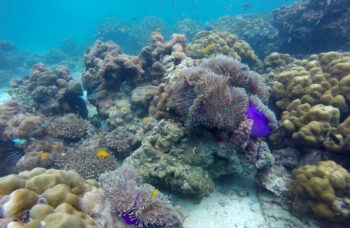 Excursion to the Phi Phi Islands from Phuket фото №10
