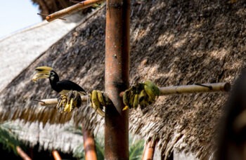 Coral Island tour from Phuket фото №10