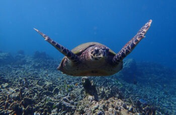 SURIN ISLAND TOUR фото №11
