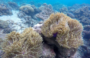 Excursion to the Phi Phi Islands from Phuket фото №11