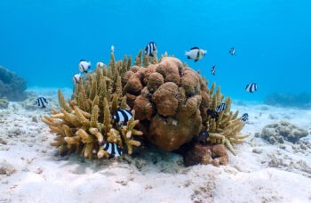 SURIN ISLAND TOUR фото №12