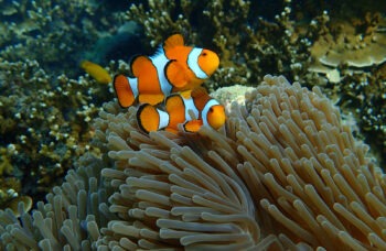 SURIN ISLAND TOUR фото №15
