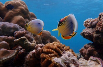 SURIN ISLAND TOUR фото №16