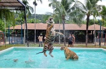 Phuket City Tour фото №16