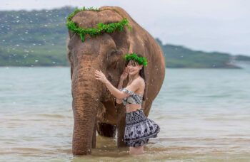 Elephant Farm in Phuket, Elephant Safari фото №1