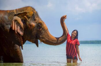 Elephant Farm in Phuket, Elephant Safari фото №3