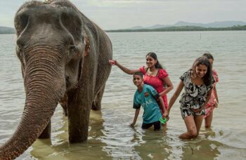 Elephant Farm in Phuket, Elephant Safari фото №11