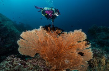 Phuket to Similan Islands Tour фото №13