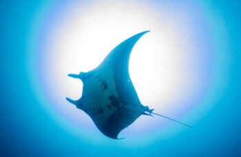 Phuket to Similan Islands Tour фото №15