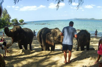 Elephant Farm in Phuket, Elephant Safari фото №10