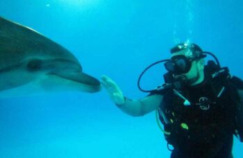 Дельфинарий на Пхукете (Phuket Dolphin show) фото №18